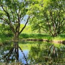 우포늪생명길 이미지