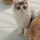 강남 고양이 분양 냥블리 | 강남고양이분양 관리가 잘 되어있는 냥블리 방문 후기