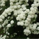 밥풀떼기 이미지