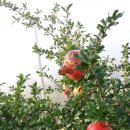 마천농장 이미지