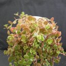 세덤 산호초 ((珊瑚礁)-Sedum tetractinum 'Coral Reef')를 경매합니다.^^ 이미지