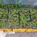 두꺼비농장 이미지