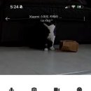 고성토종흑염소 이미지