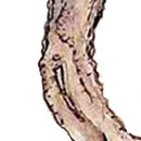 단오풍정 이미지