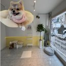멍컷 | 쌍용동애견미용 허그멍 포메 전체가위컷 후기
