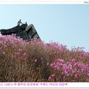 진달래꽃화원 이미지