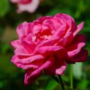 장자호수공원 장미원 이미지