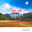 무릉이가 이미지