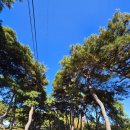 안산골농촌체험마을 | 충청남도 부여군 초촌면 추양리 고추골마을숲