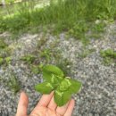 4.28-5.6 기록 :)