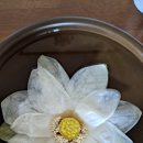 근원농원 | 백화초 농원 꽃차, 향만 맡아도 힐링되는 이유? 고객들의 실제 경험 3가지