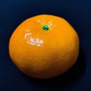 Still Life’ Photo Challenge + GuruShots 수상작 이미지