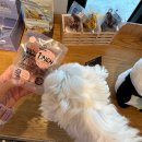 몽펫푸드 | 애견동반대형카페 브런치와 후식 즐긴 서울근교 애견동반식당