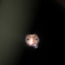 달콤나라앨리스