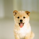 365동물병원 분당점 이미지