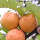 살구/개살구 [Prunus mandshurica var. glabra]의 효능 이미지