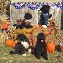 퍼스트독 이미지