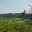 댕댕이블루스 이미지