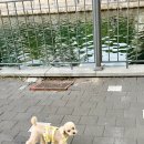 유럽여행 준비물 추천! 피크닉매트 솜솜라이크로 행복한 여행되세요!