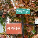 사과나무커피나무 이미지