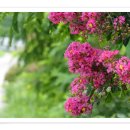 꽃이있는풍경 이미지