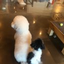 향동애견미용 이미지