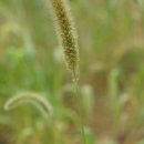 수강아지풀 Setaria viridis (L.) P.Beauv. subsp. pycnocoma (Steud.) Tzvelev 이미지