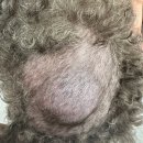 24시 위너스동물의료센터 이미지