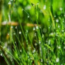 아침이슬 이미지