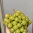 머스캣 | 나남농원 무농약 씨있는 샤인머스캣 후기 | 친환경 프리미엄 청포도 선물로 최고