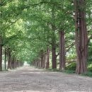 담양클로버 이미지