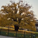 만의골로 이미지