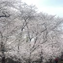 CU 유덕모아엘가점 | [광주] 벚꽃명소 추천: 광주천, 광주천변 26년 실시간 벚꽃 만개 / 광주 벚꽃카페