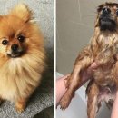 강아지삼촌 이미지