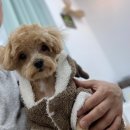 이로운 펫살롱 이미지