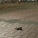 경성대학교 제2기숙사 | 대구행복기숙사 3년 거주 후기