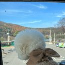 카페달다롱 | 카페 달다롱 파주 애견 동반카페