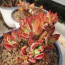 김재성농장 이미지