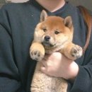 강아지랑 고양이 이미지