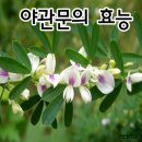 비수리(야관문)의 효능 이미지