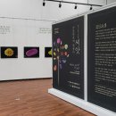 백두대간 자생씨앗 아름다움에 반하다 이미지