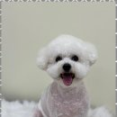 행복한애견미용실 이미지