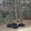 대전오월드 | [지니일상]내돈내산/대전오월드 대전오월드 사파리 식당 후기