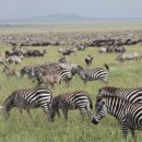 세렝게티 이미지