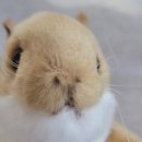햄스터글로벌 | 방인테리어,아기방꾸미기,유아용품, 출산선물, 관절인형, 진짜같은동물인형 - 한사토이 햄스터 동물인형