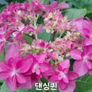 댄싱퀸 이미지