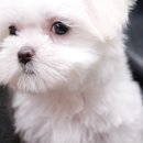 제주 애견 아가야 이미지