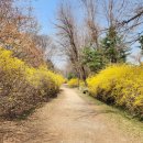 개나리길 이미지