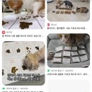 강아지 고양이 키울때 은근 가장 까다롭다는거 이미지