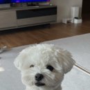 여의대로2길 네이버블로그